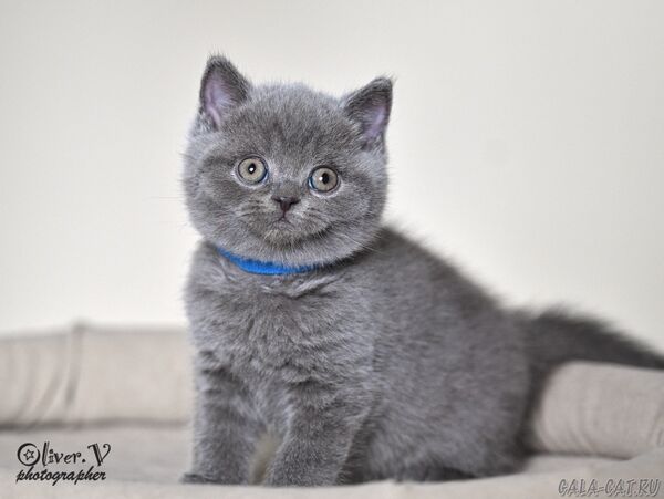 Кот Ньютон, 7 недель (1) британский котёнок