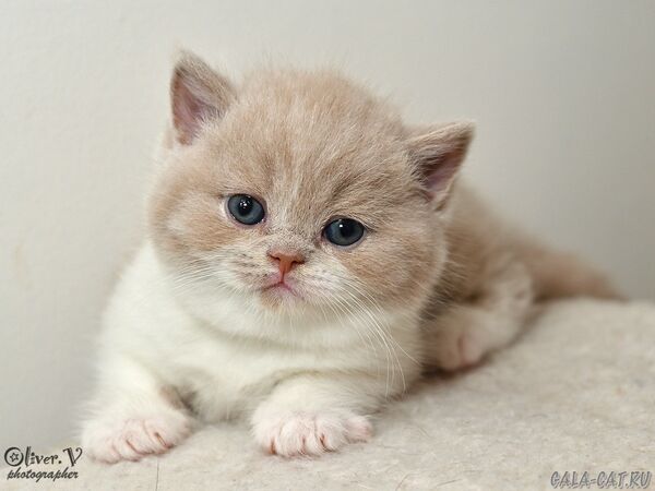 Кот Савелий в возрасте 1 месяц (1) британский котёнок