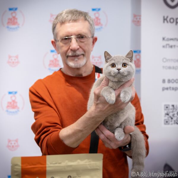 выставка кошек