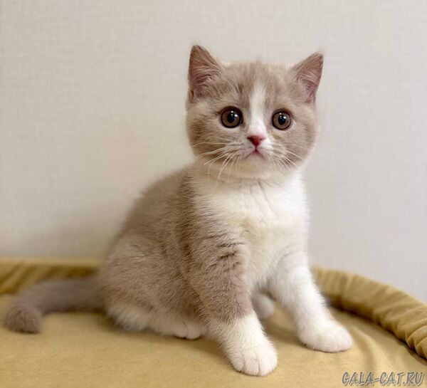 британский котёнок