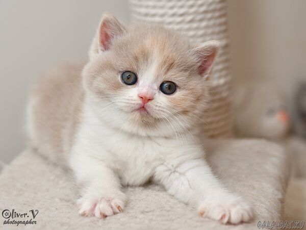 Кошка Скарлетт в возрасте 1 месяц (1) британский котёнок