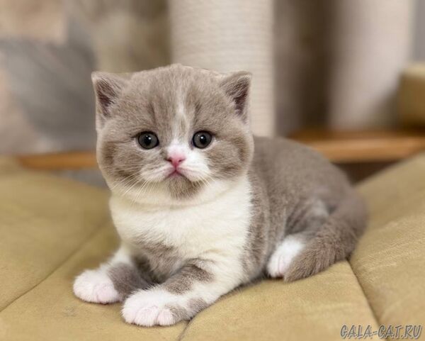 британский котёнок
