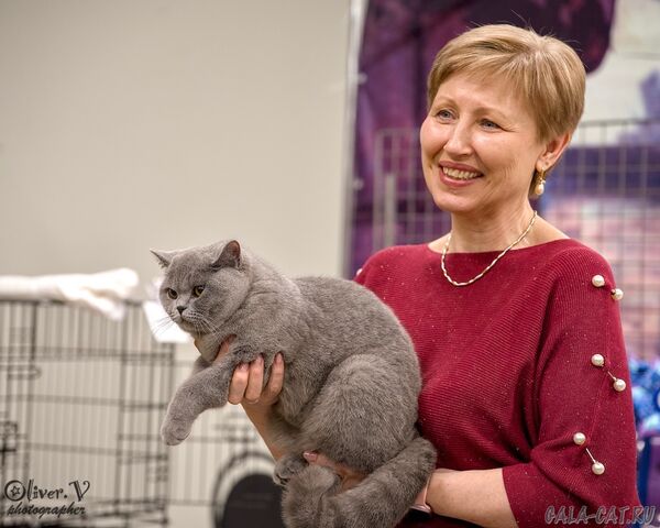 выставка кошек