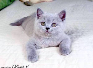 Британский голубой кот, возраст 8 недель, gala-cat.ru