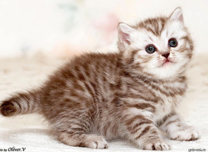 Британский котёнок в возрасте 5 нед.- шоколадный пятнистый серебристый