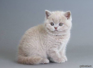 британские котята лиловые, британские котята gala-cat.ru
