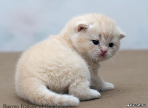 Кремовая британская кошечка в возрасте 18 дней gala-cat.ru