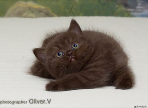 Шоколадный британский котёнок в возрасте 7 недель gala-cat.ru