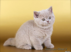 Лиловая британская кошечка в возрасте 7 недель gala-cat.ru
