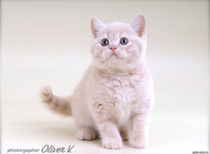 Кремовый британский котёнок в возрасте 8 недель gala-cat.ru