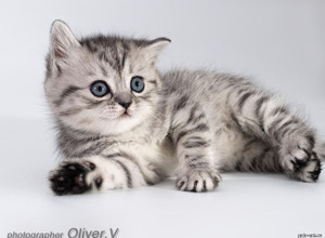 Британский серебристый пятнистый котенок в возрасте 5 нед. Gala-cat.ru