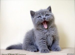 Голубой британский котёнок в возрасте 6 недель gala-cat.ru