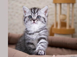 Британский серебристый пятнистый котенок в возрасте 6 нед. Gala-cat.ru