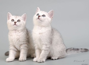 Британские серебристые котята в возрасте 12 недель Gala-cat.ru