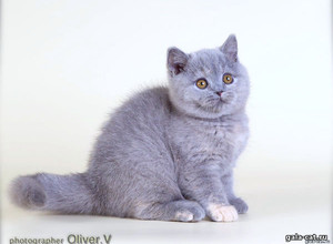 Голубо-кремовая британская кошечка в возрасте 12 недель gala-cat.ru