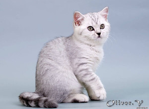 Британская серебристая кошечка в возрасте 12 недель gala-cat.ru