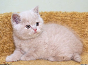 Кремовый британский котёнок в возрасте 7 недель gala-cat.ru