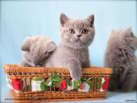 Голубой британский котёнок в возрасте 7 недель gala-cat.ru