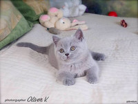 Голубой британский котёнок в возрасте 2 месяца gala-cat.ru