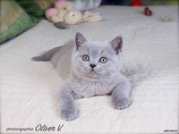 Голубой британский котёнок Базилио в возрасте 2 месяца gala-cat.ru