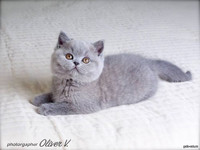 Голубой британский котёнок в возрасте 2 месяца gala-cat.ru