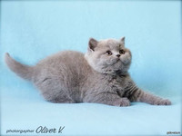 Голубой британский котёнок в возрасте 7 недель gala-cat.ru