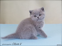 Голубой британский котёнок в возрасте 6 недель gala-cat.ru