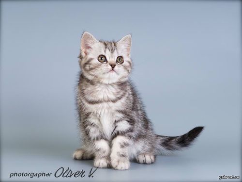 британский котенок черный серебристый мраморный