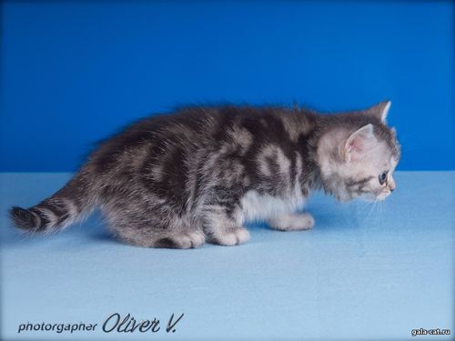 Claudia Mori, 7 weeks 14