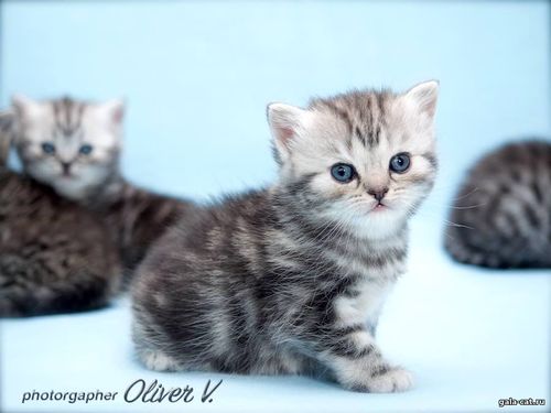 Британский котенок черный серебристый мраморный, 4 недели