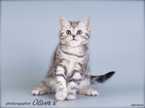 британский котенок черный серебристый мраморный