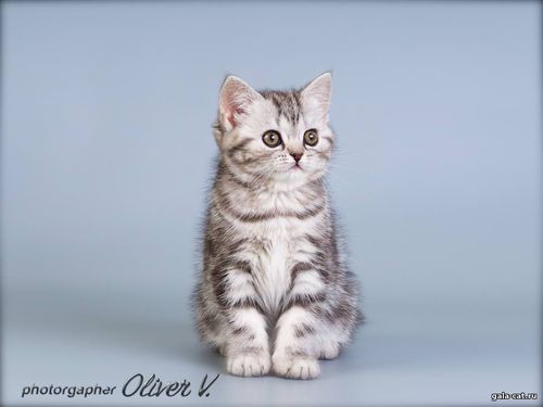 британский котенок черный серебристый мраморный