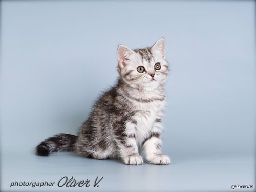британский котенок черный серебристый мраморный
