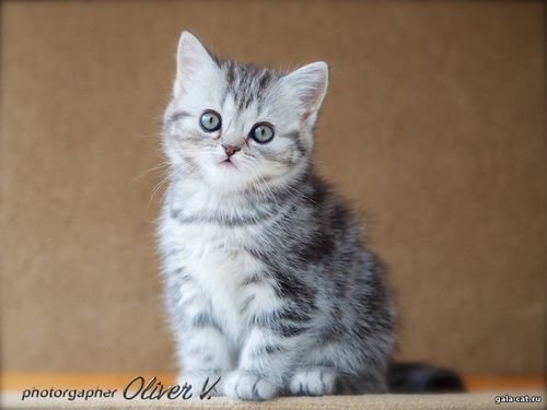 британские котята