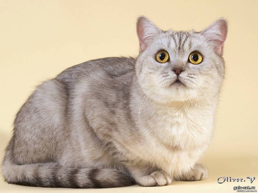 Британская кошка CH. Matilda