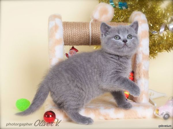 британский котёнок