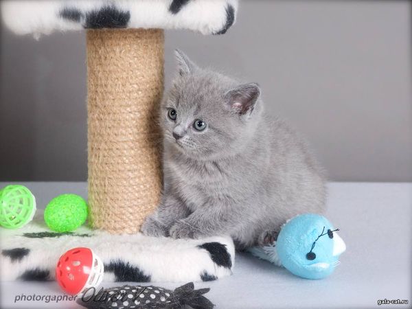 британский котёнок в возрасте 5 недель