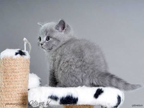 британский котёнок голубой