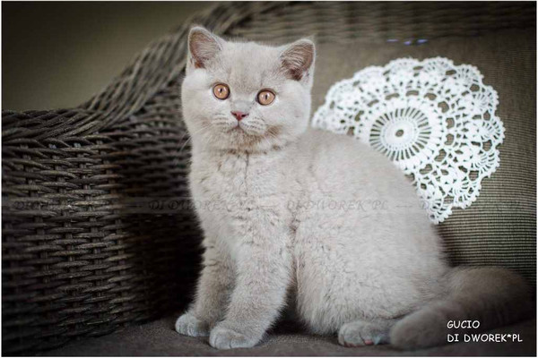 британский котенок лилового окраса
