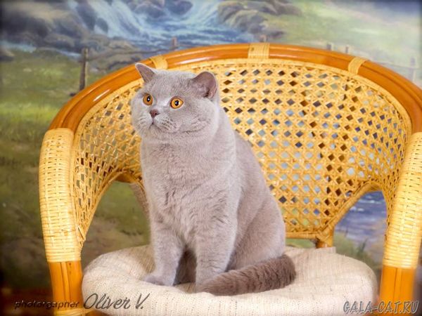 Британский кот Gucio Di Dworek*PL, BSH c На фото коту 1 год и 3 мес.