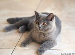 Британская кошка Irma High Class*RU в возрасте 4 мес