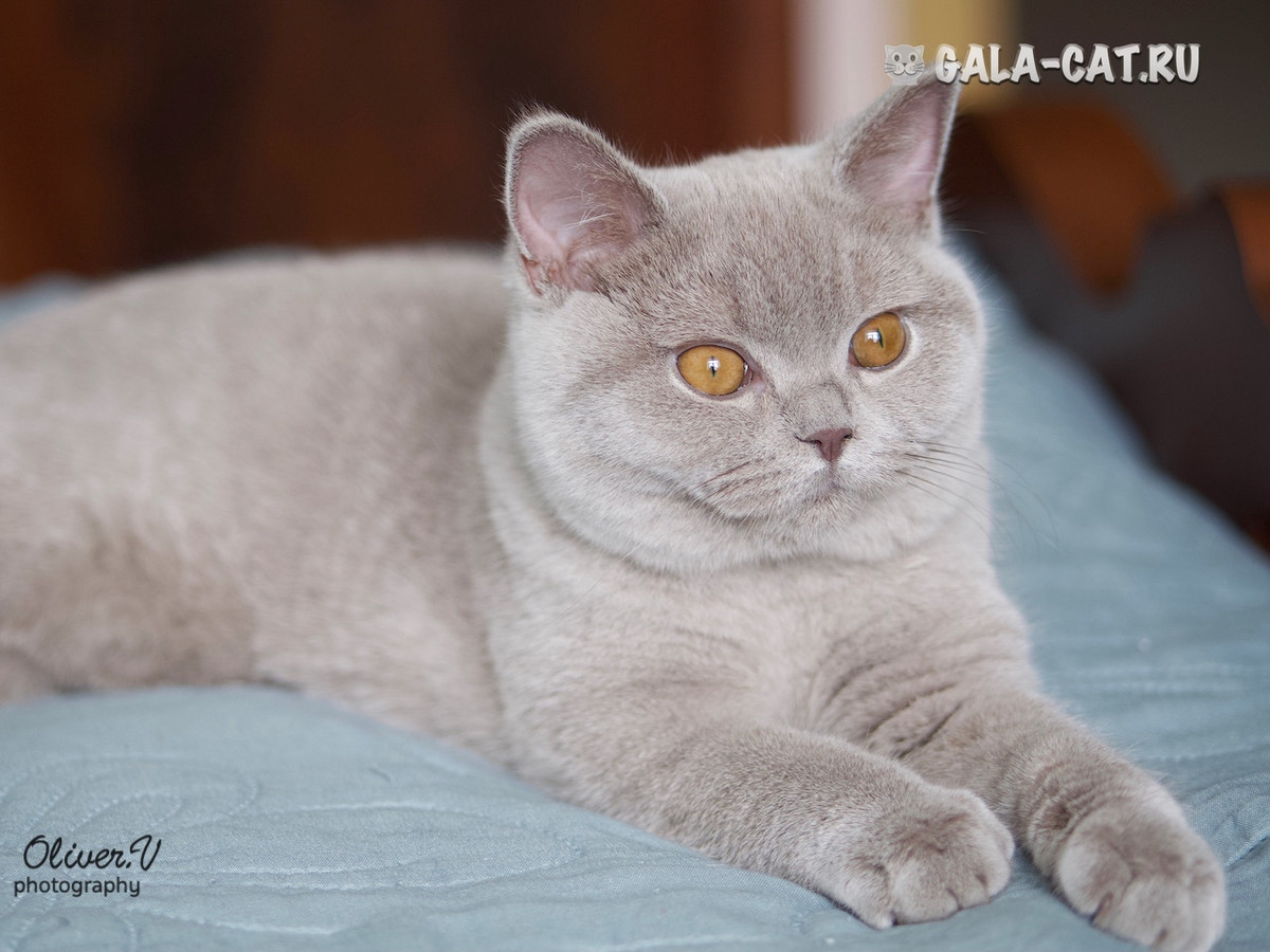 британский котёнок