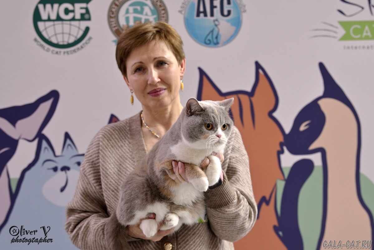 Британская кошка