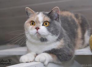 Британская кошка