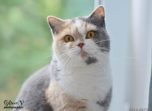 Британская кошка