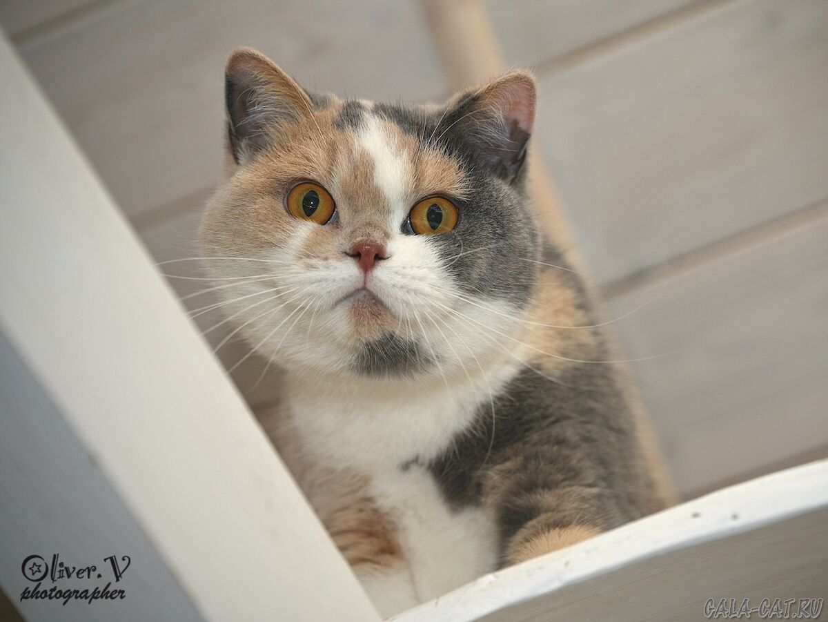 Британская кошка