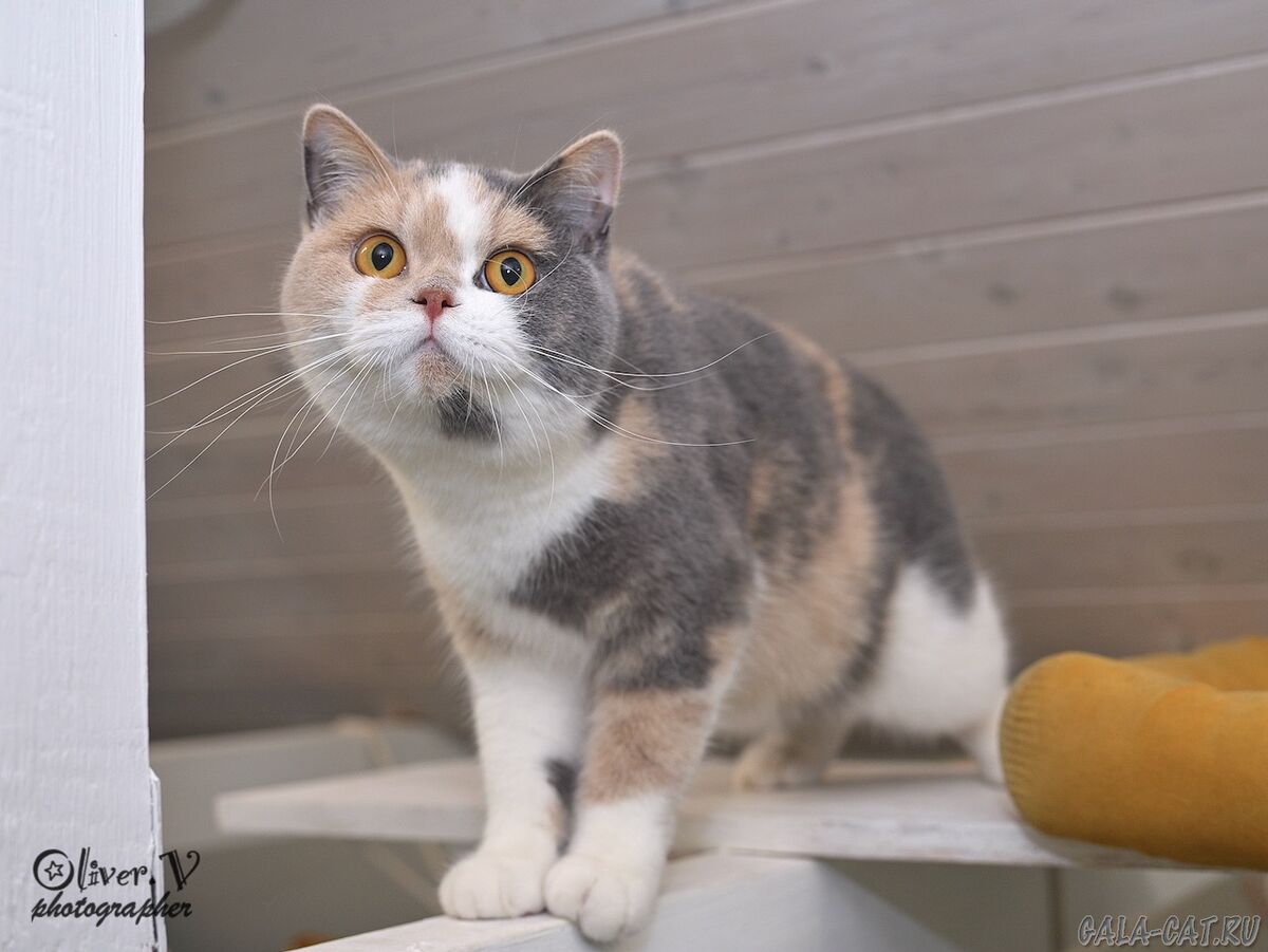 Британская кошка