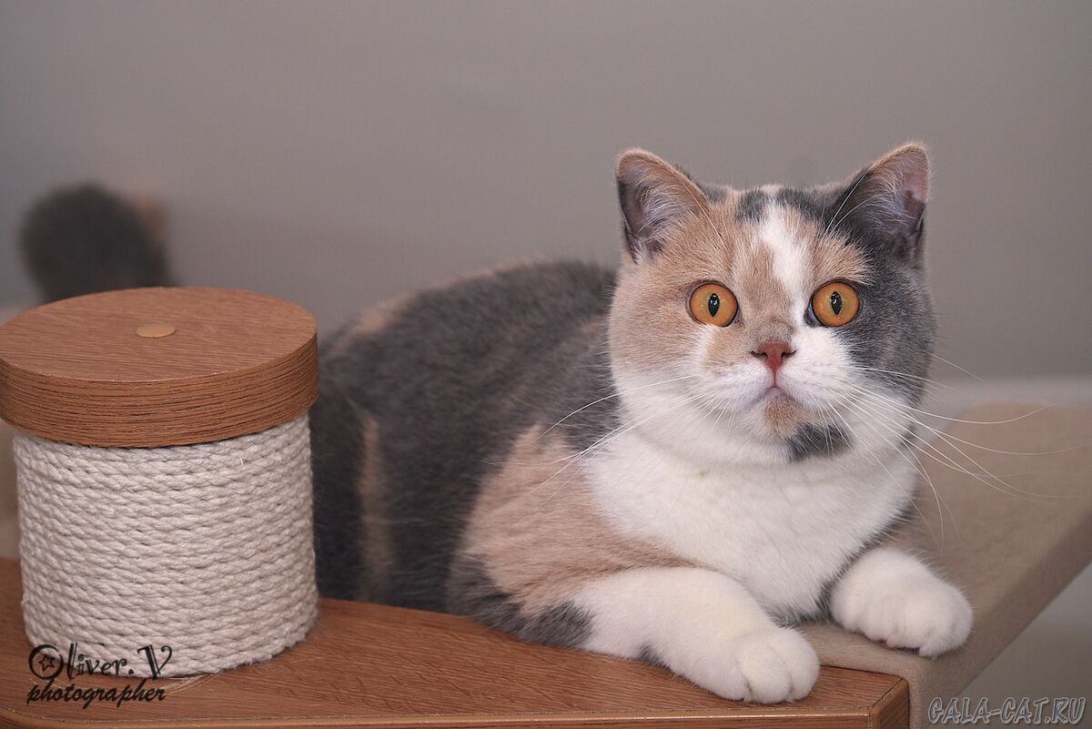 Британская кошка