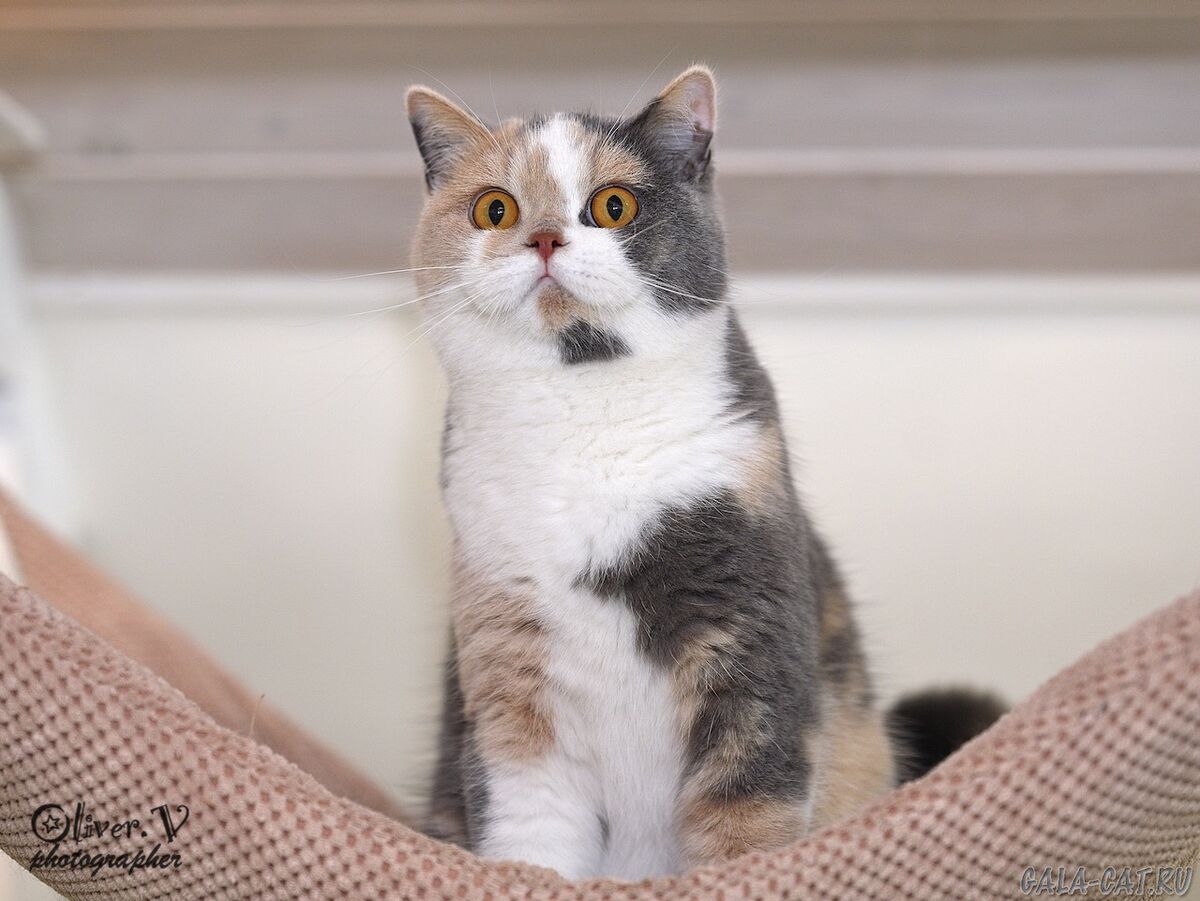 Британская кошка