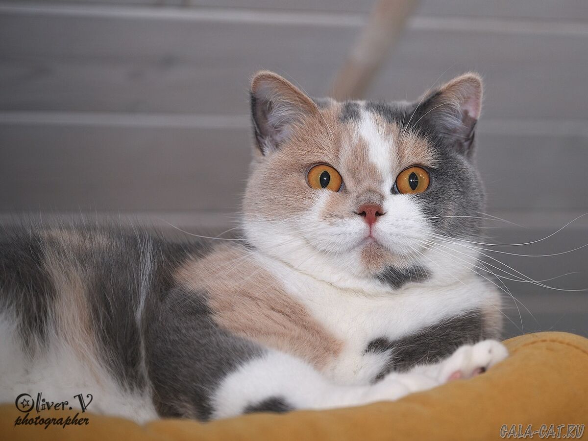 Британская кошка